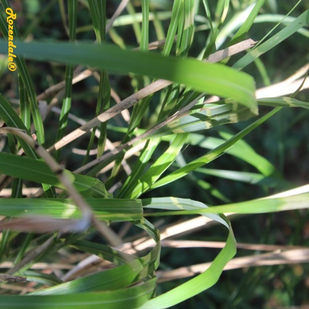 Detail image, , Belmonte, Netherlands, 2016-10-16, Miscanthus sinensis - Eulalia grass