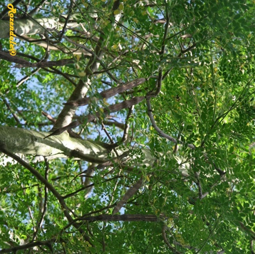 Detail image, Test Name, Maiuni, Kenya, 2014-05-24, Moringa oleifera - Moringa