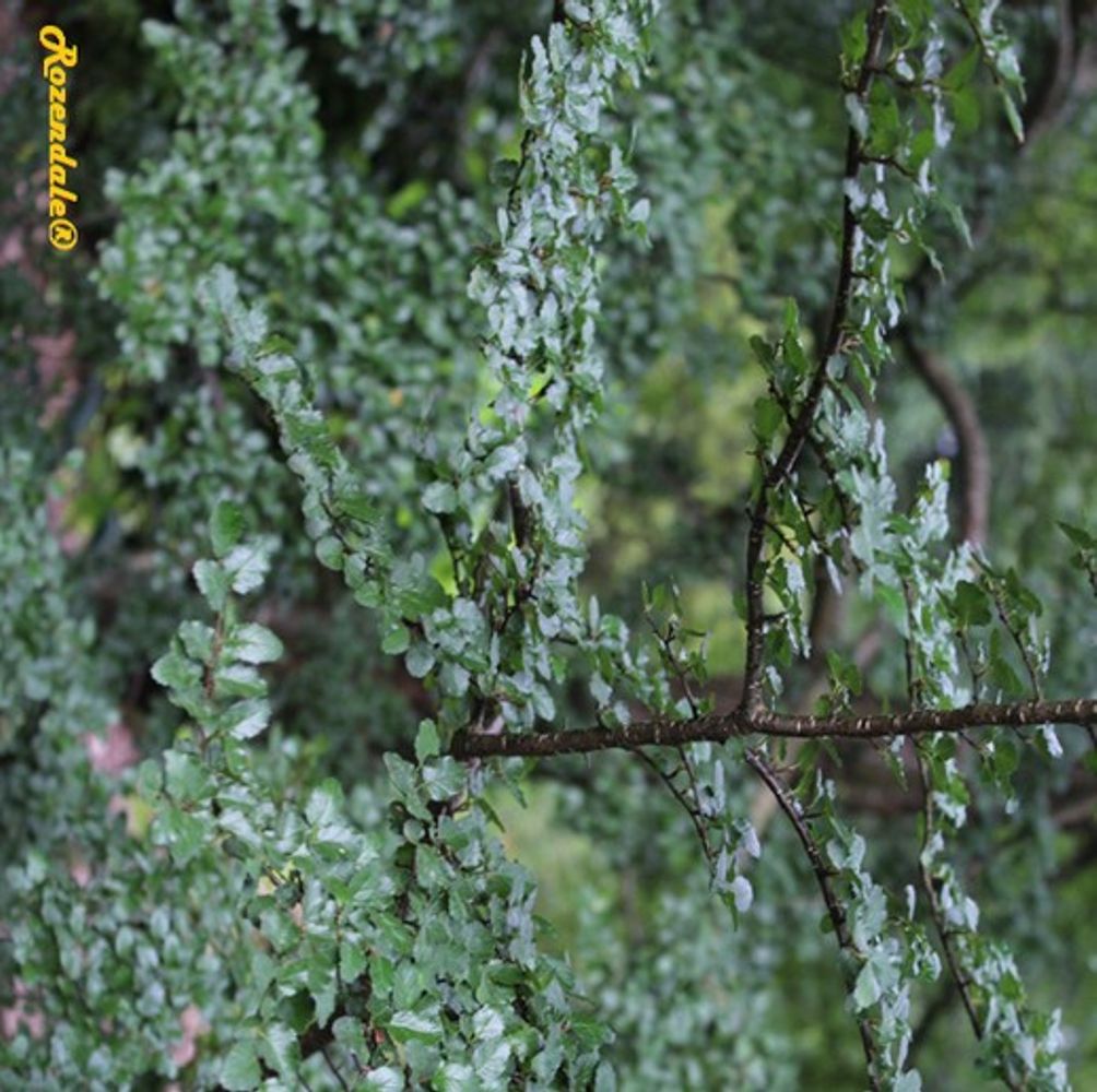 Detail image, , Belmonte, Netherlands, 2016-07-11, Nothofagus antarctica - Antarctic Beech