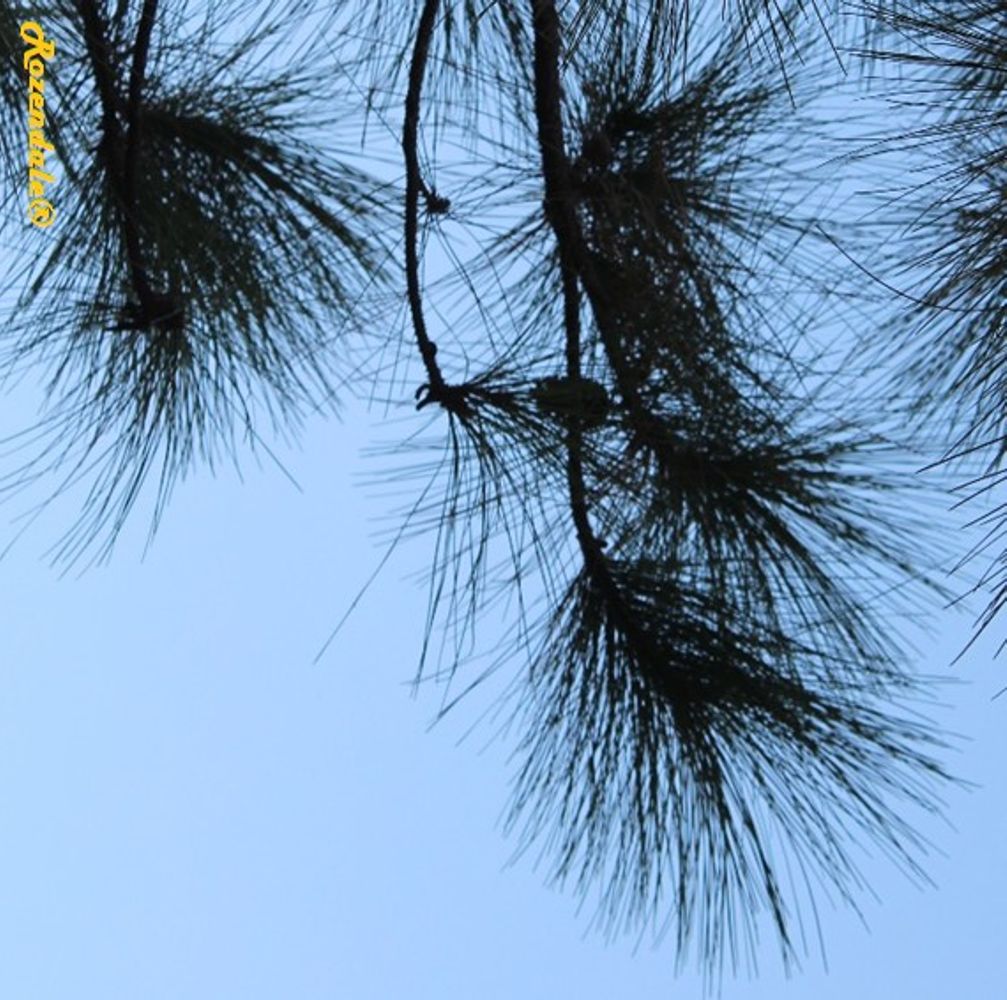 Detail image, , Loughman, United States, 2016-11-12, Pinus elliottii - Slash pine