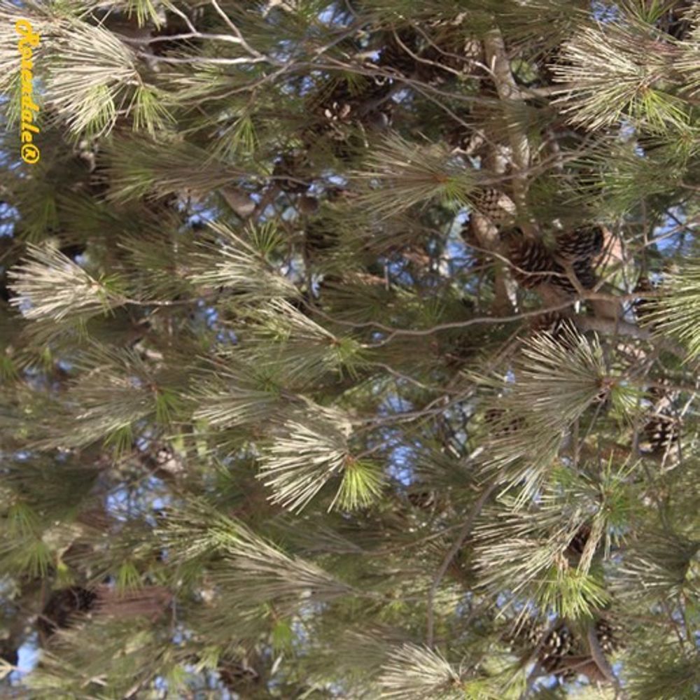 Detail image, , Mitzpe Ramon, Israel, 2016-08-11, Pinus halepensis - Aleppo pine