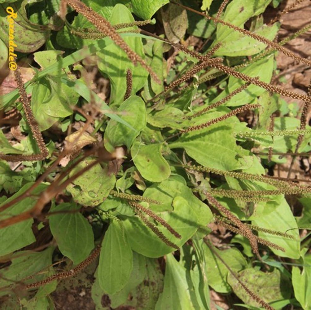 Detail image, , Be'er Milka, Israel, 2016-08-11, Plantago major - Broadleaf plantain