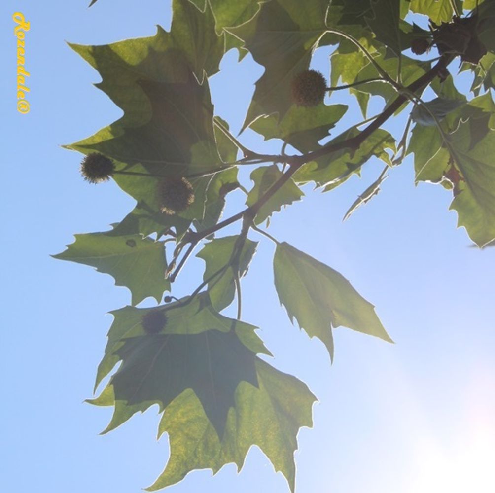 Detail image, , Sneek, Netherlands, , Platanus occidentalis - American sycamore