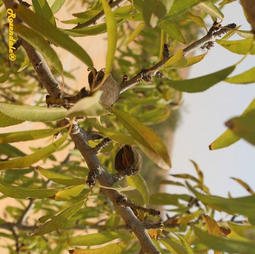 Detail image, , Be'er Milka, Israel, 2016-08-11, Prunus dulcis - Almond
