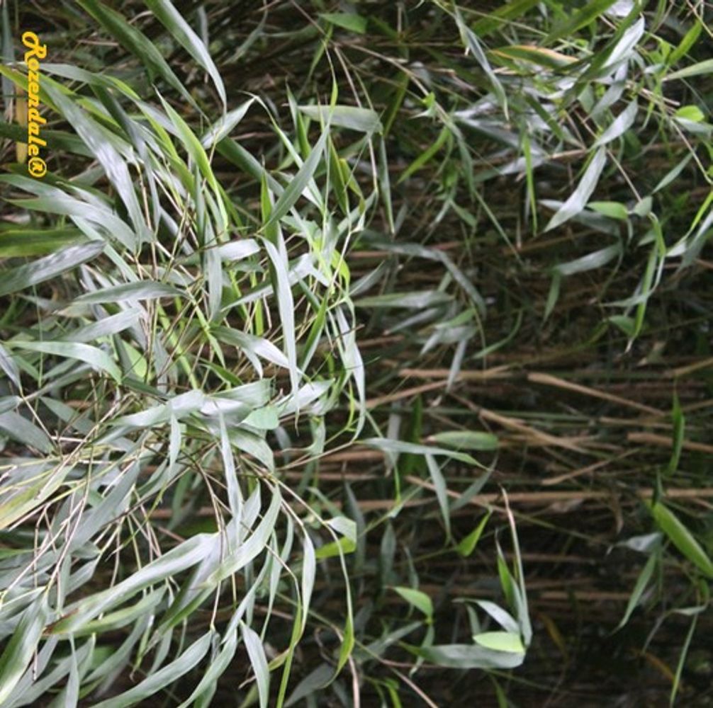 Detail image, , Belmonte, Netherlands, 2016-07-11, Pseudosasa japonica - Arrow bamboo