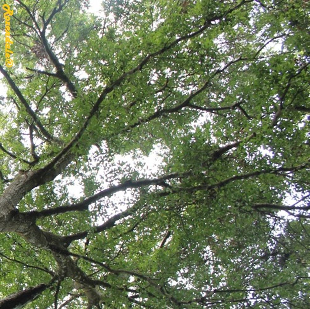Detail image, , Harry P Leu Gardens, United States, 2016-11-15, Quercus laurifolia - Laurel oak