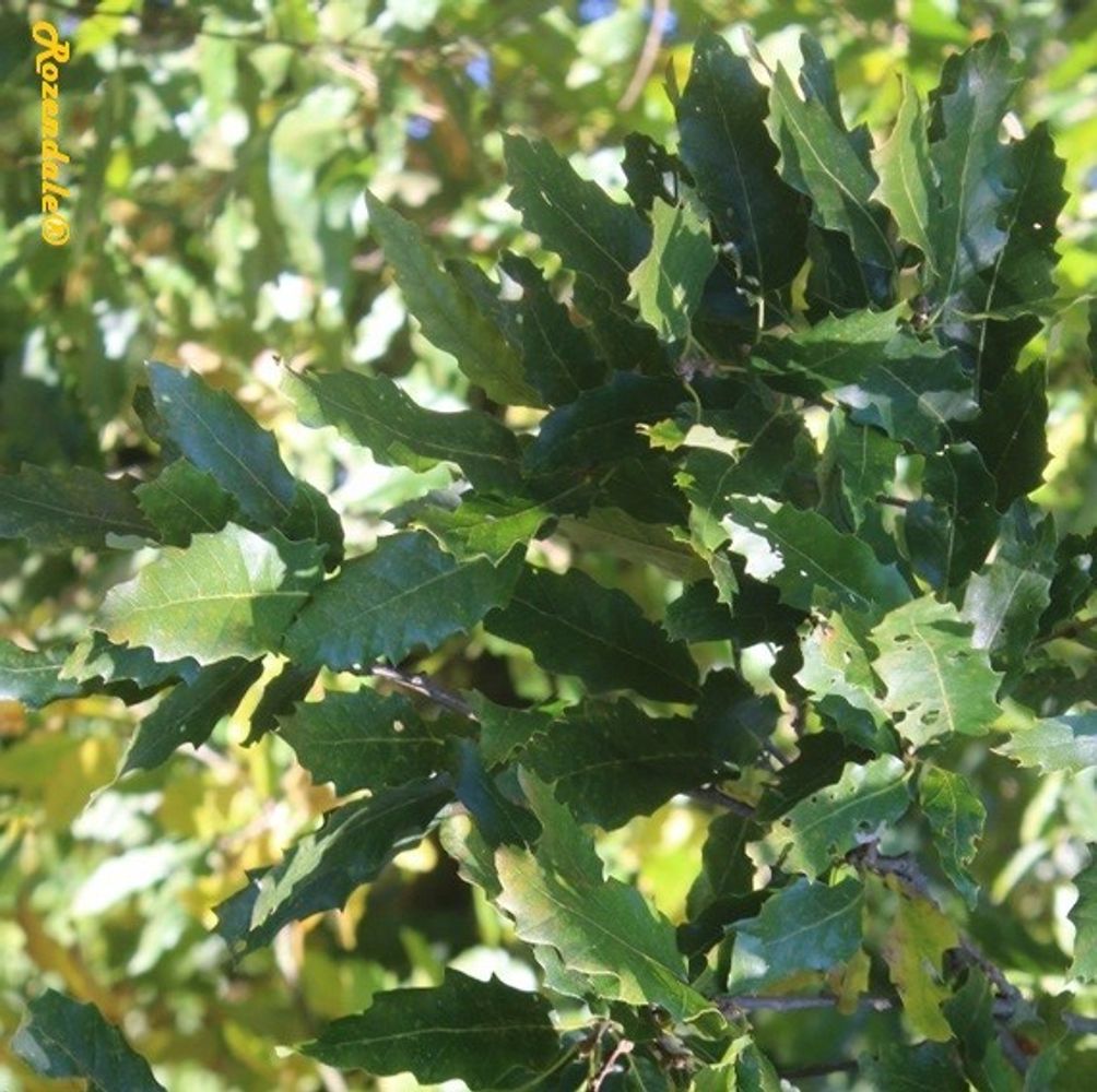 Detail image, , Belmonte, Netherlands, 2016-10-16, Quercus x libanerris - Quercus x libanerris