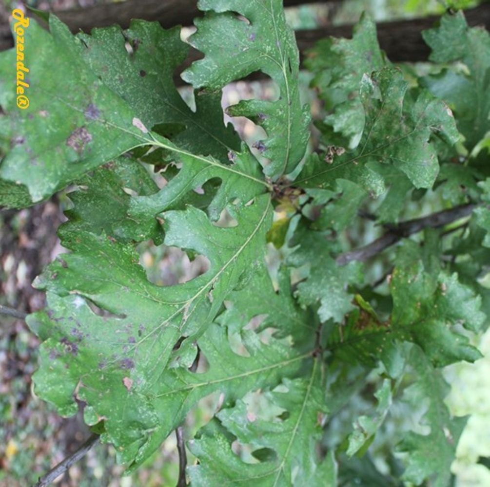 Detail image, , Fort Worth Botanic Garden, United States, 2016-11-09, Quercus macrocarpa - Burr oak