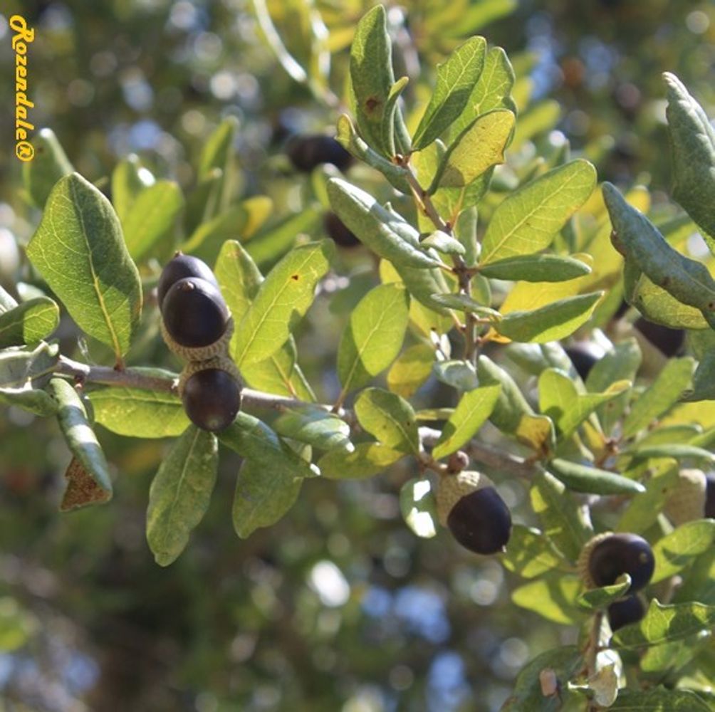 Detail image, Maarten Rozendale, Fort Worth, United States, 2016-11-12, Quercus virginiana - Southern live oak