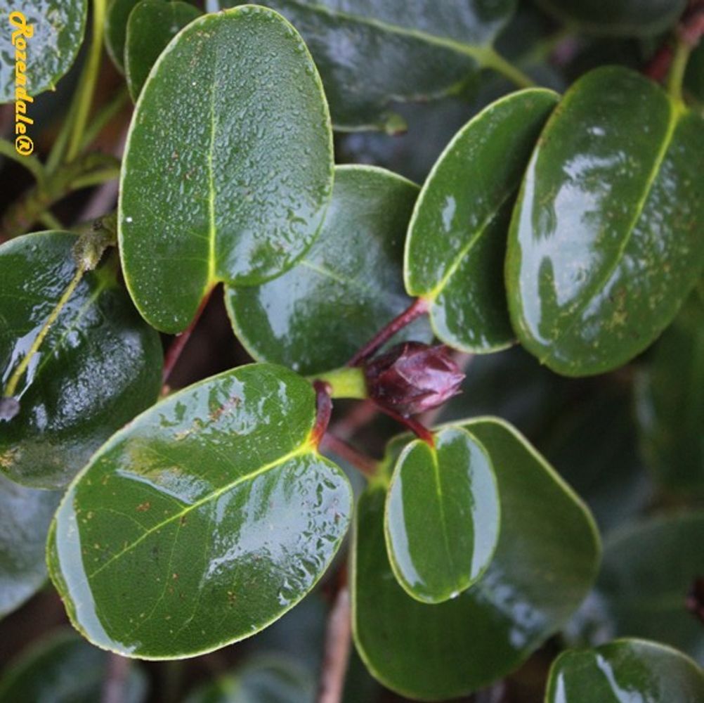 Detail image, , Belmonte, Netherlands, , Rhododendron_Cowslip - Cowslip rhododendron