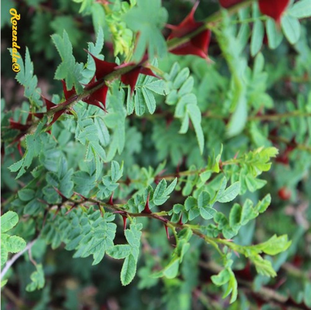 Detail image, , Belmonte, Netherlands, 2016-07-11, Rosa sericea - Silky rose