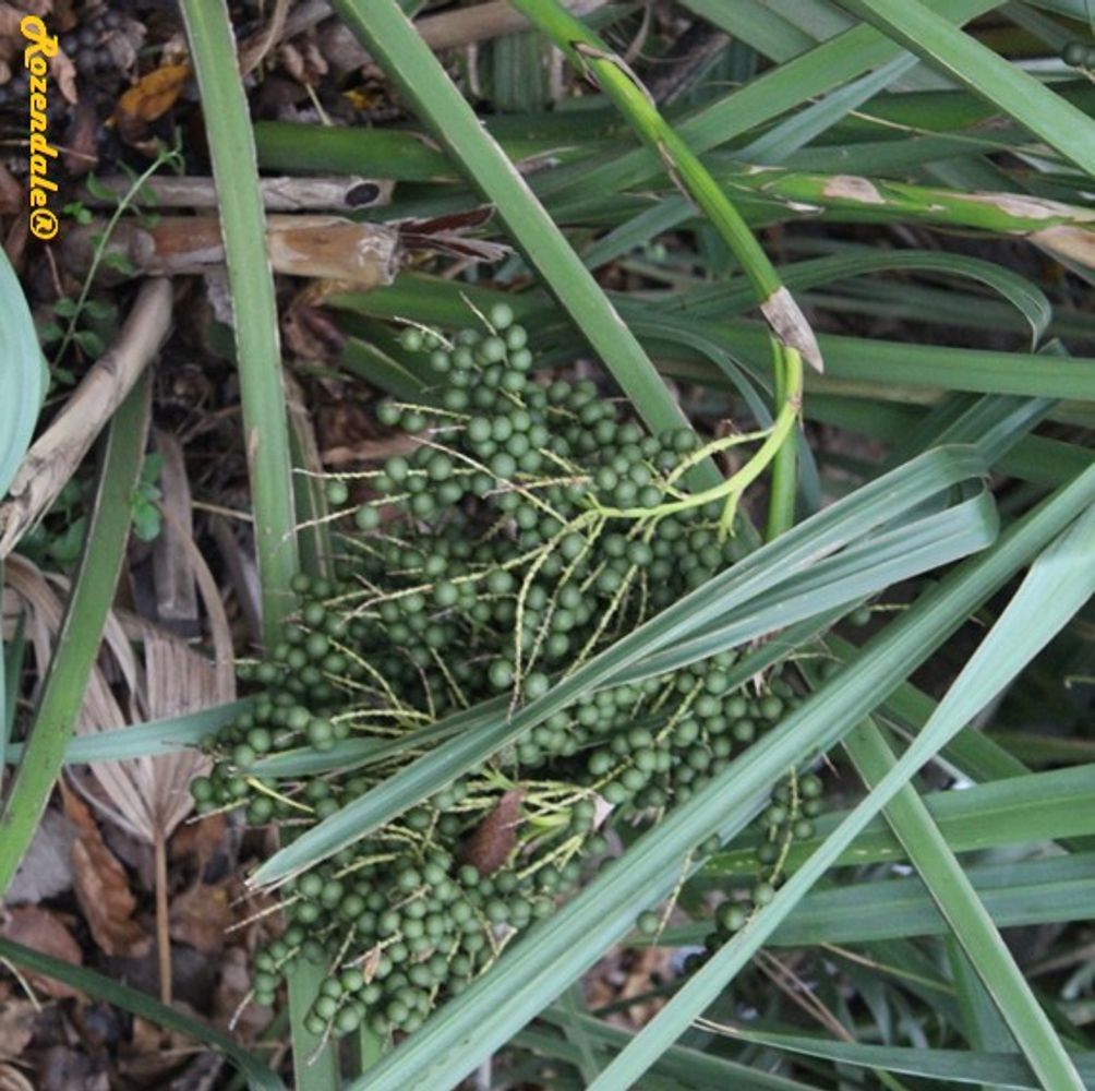 Detail image, , Fort Worth Botanic Garden, United States, 2016-11-09, Sabal minor - Hardy palm