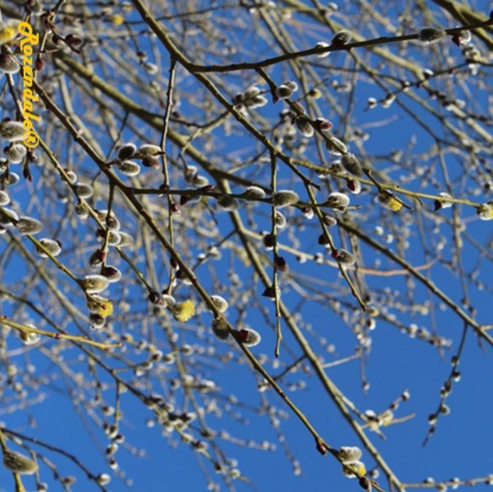 Detail image, , Roggebot, Netherlands, , Salix aurita - Eared willow