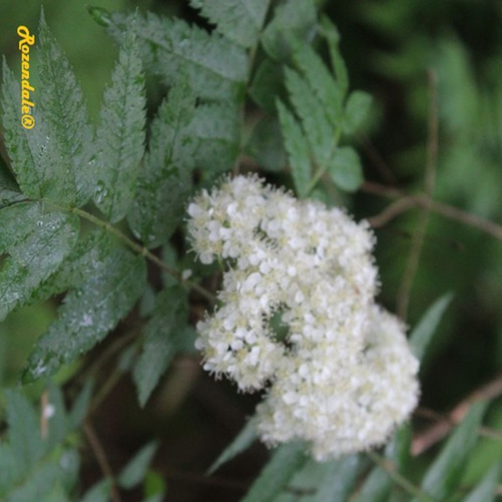 Detail image, , Rijs, Netherlands, , Sorbus aucuparia - Mountain ash