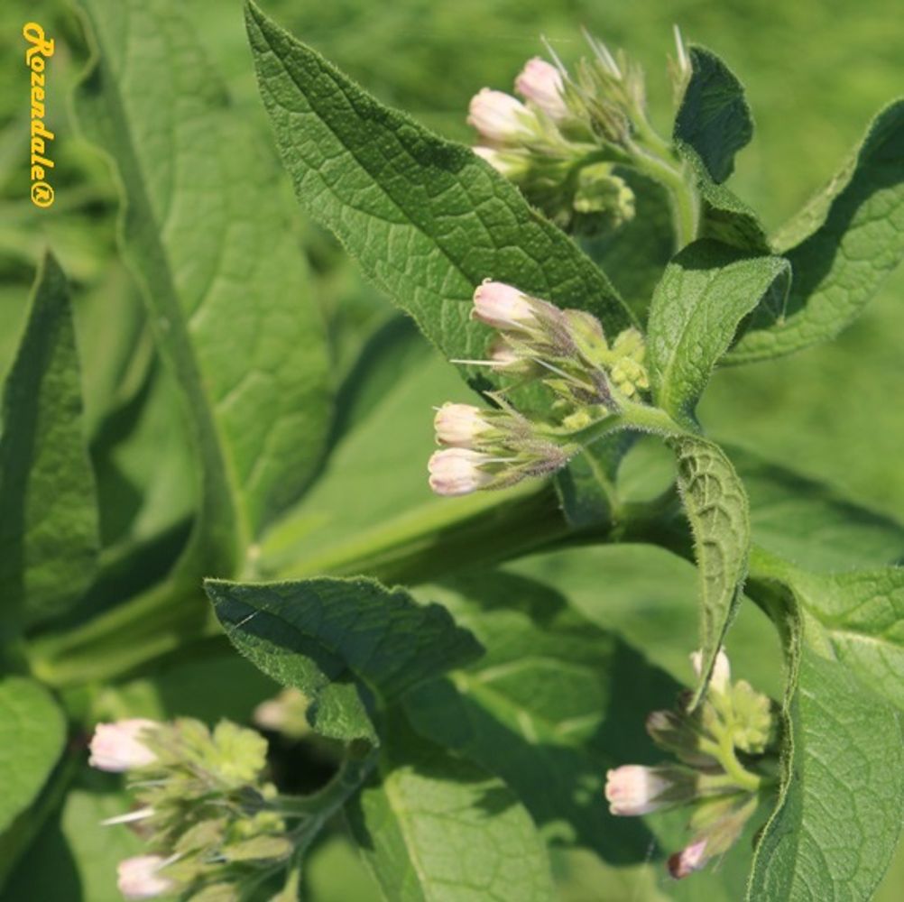 Detail image, , Sleeuwijk, Netherlands, , Symphytum officinale - Common comfrey