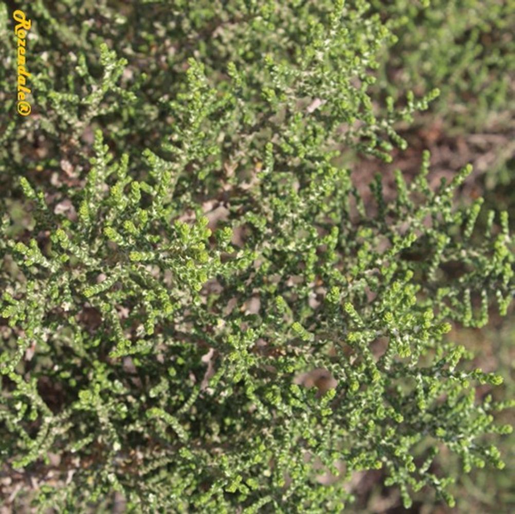 Detail image, , Be'er Milka, Israel, 2016-08-11, Thymelaea hirsuta - Mitnan