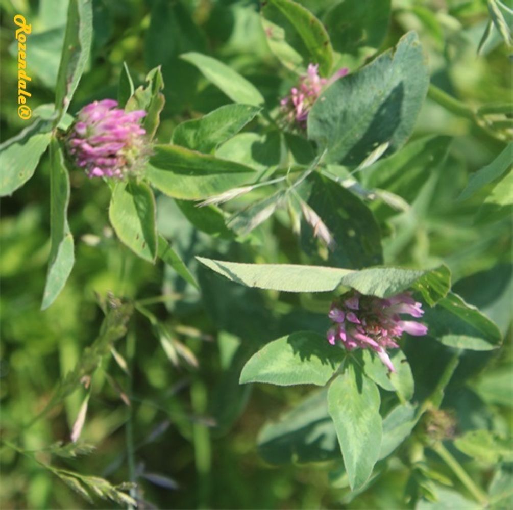 Detail image, , Sneek, Netherlands, , Trifolium pratense - Red clover
