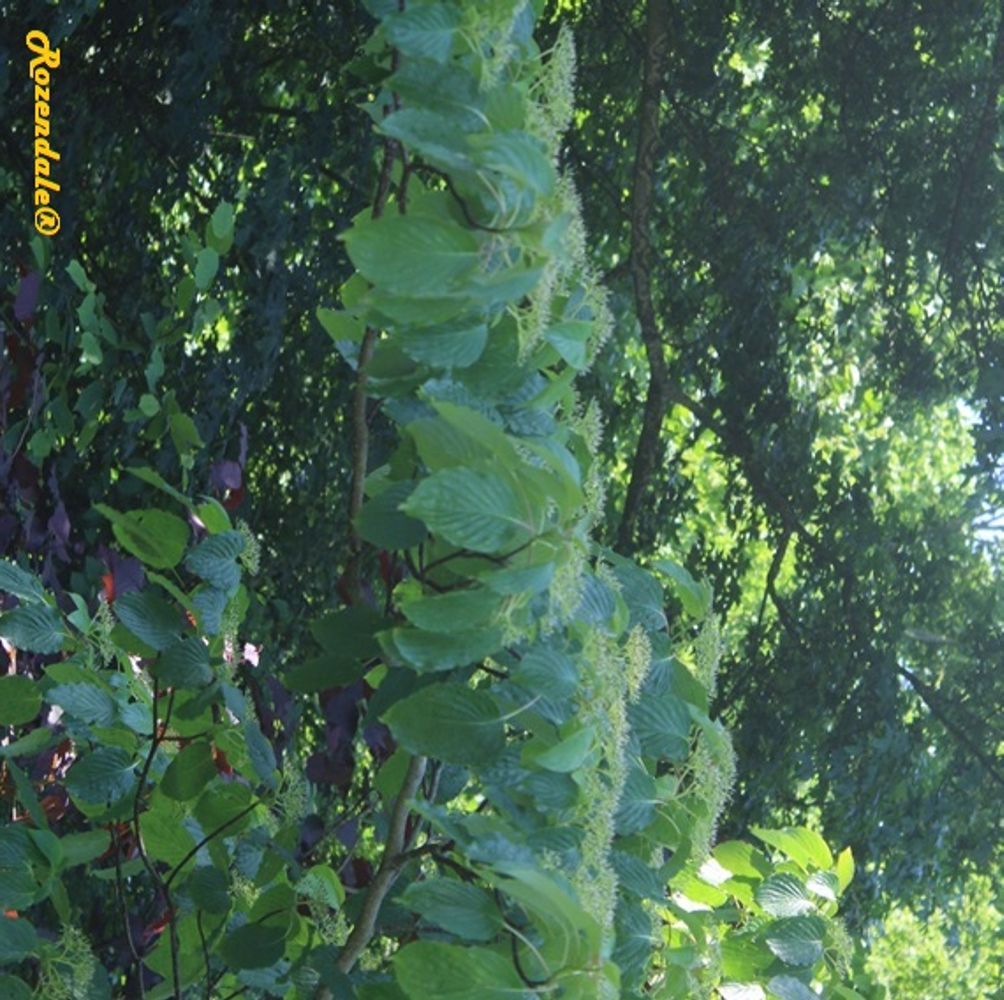 Detail image, , Sneek, Netherlands, , Viburnum plicatum - Japanese snowball