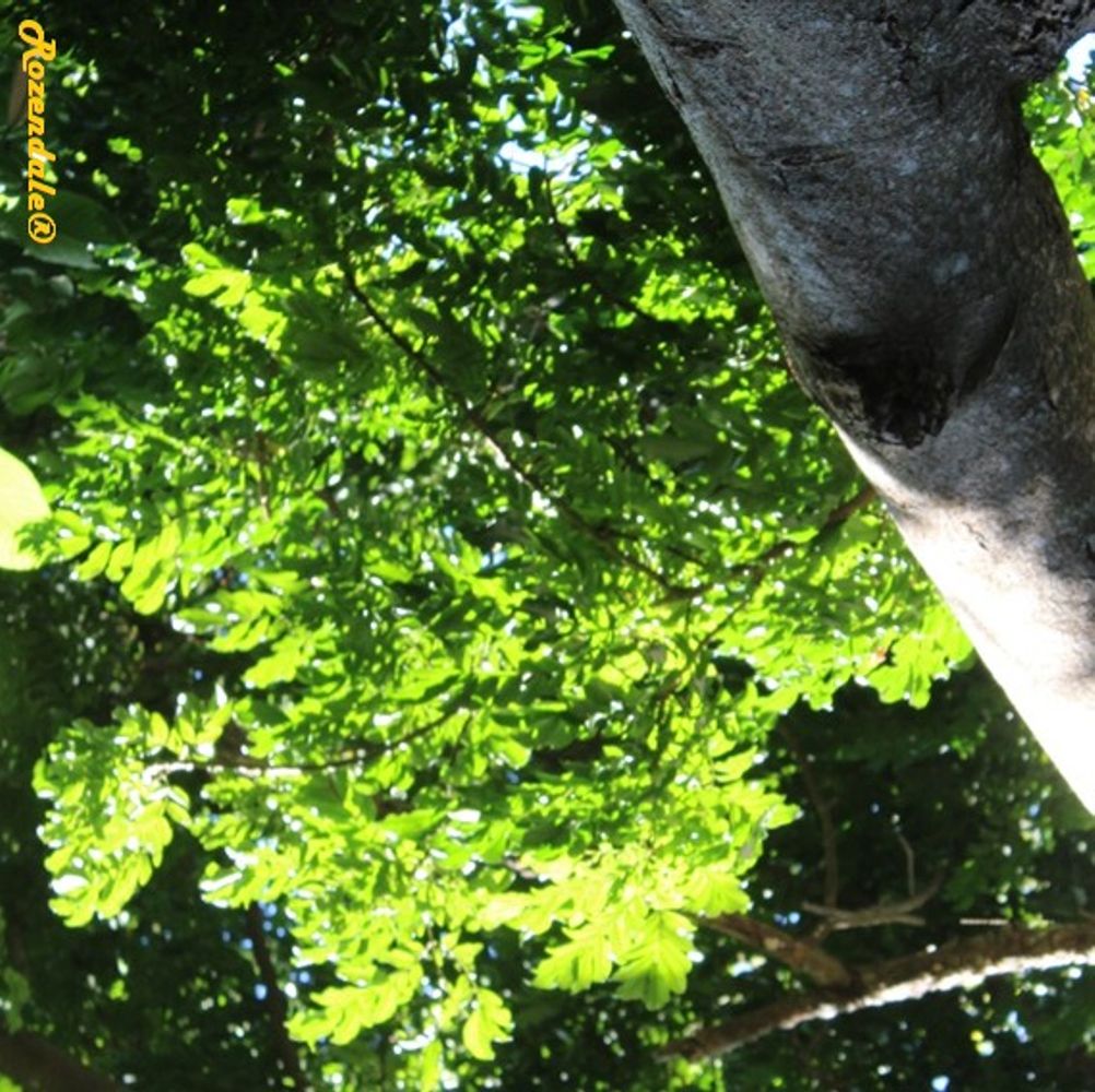 Detail image, , Coral Gables, United States, 2016-11-20, Wallaceodendron celebicum - Banuyo