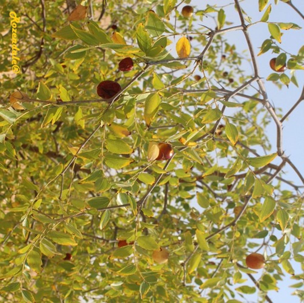 Detail image, , Be'er Milka, Israel, 2016-08-11, Ziziphus mauritiana - Chinese jujube