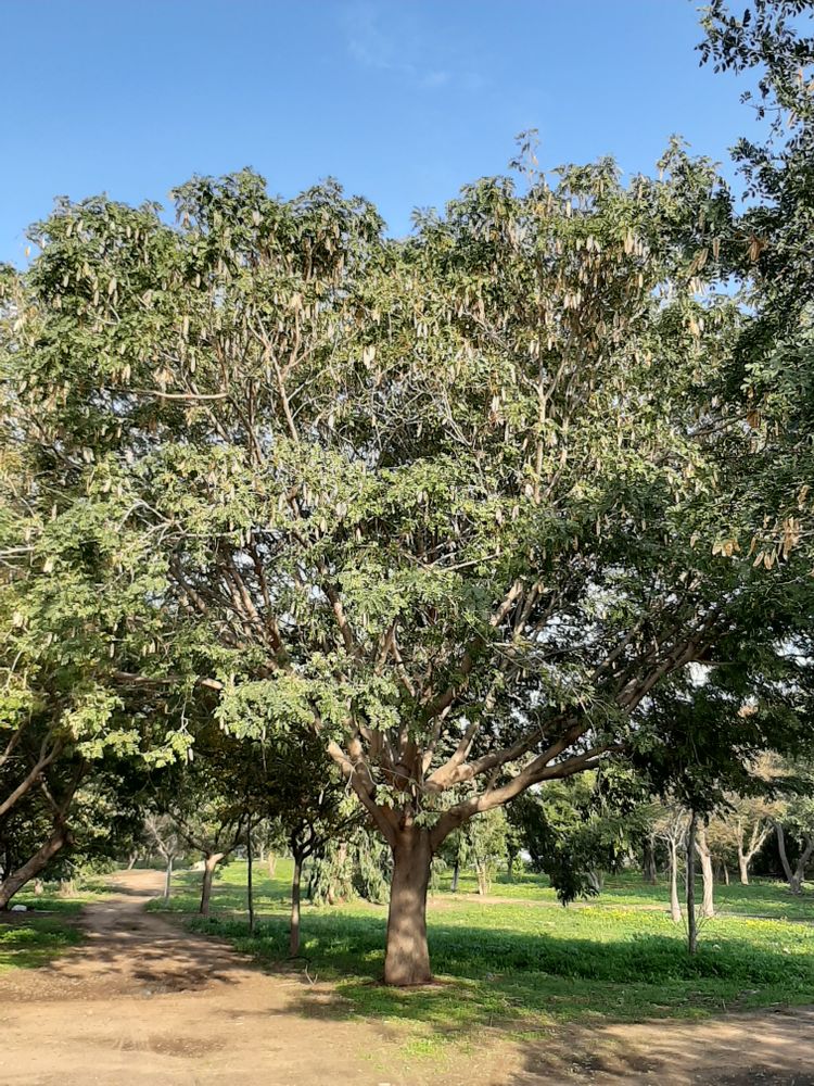 Vertical image, Maarten Rozendale, Tel Aviv-Yafo, Israel, 2020-01-14, Albizia lebbeck - Indian siris