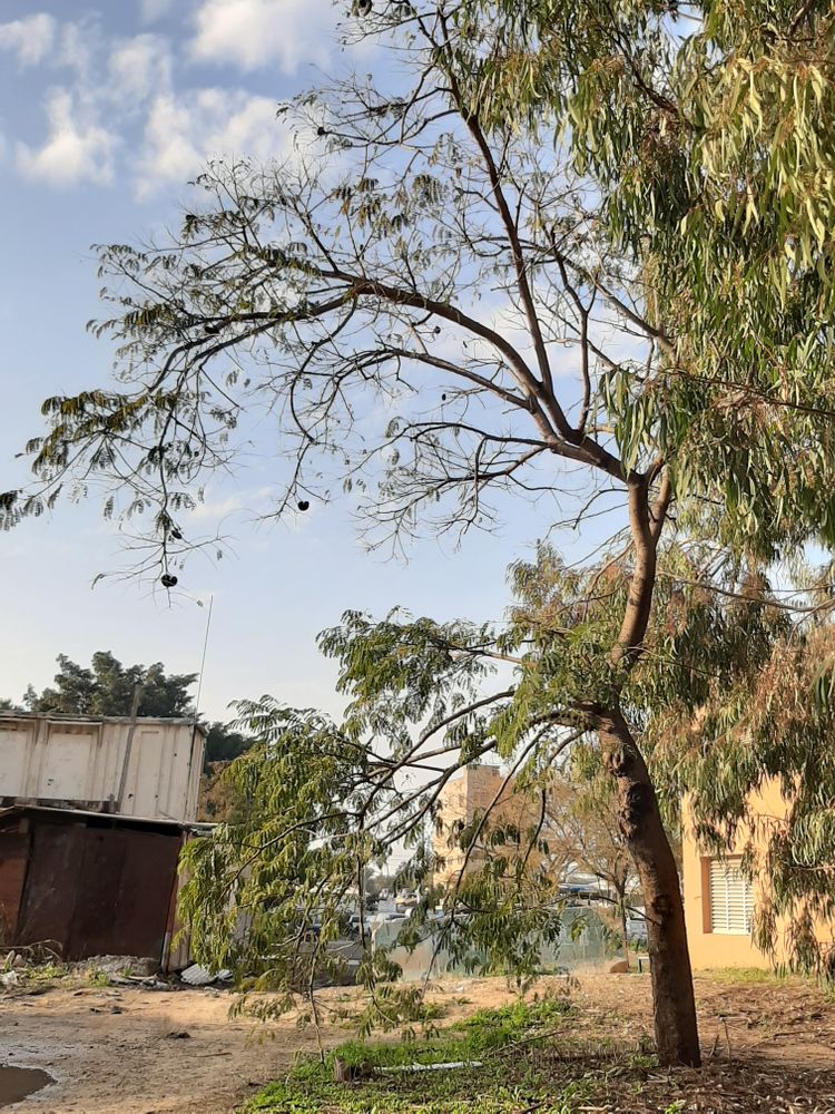 Vertical image, Maarten Rozendale, Tel Aviv-Yafo, Israel, 2020-01-14, Enterolobium cyclocarpum - Ear pod tree