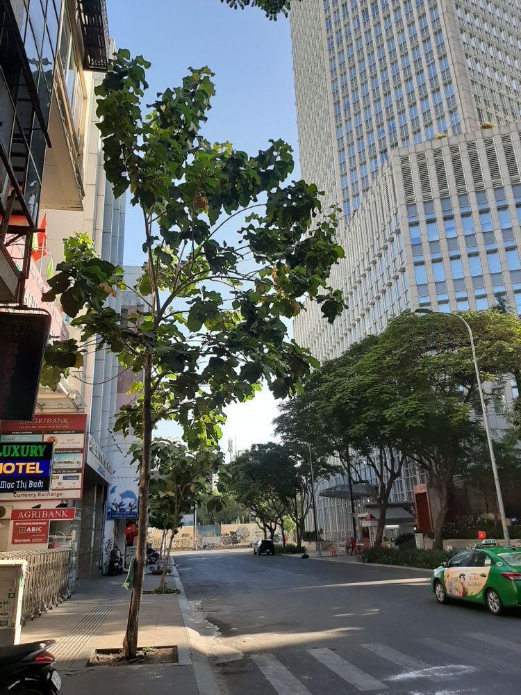 Vertical image, Maarten Rozendale, , Vietnam, 2020-01-25, Tectona grandis - Teak