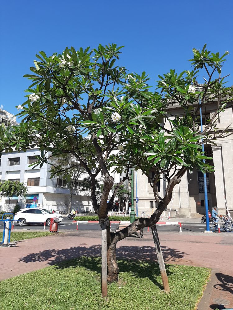 Vertical image, Maarten Rozendale, , Vietnam, 2020-01-25, Plumeria obtusa - White frangipani