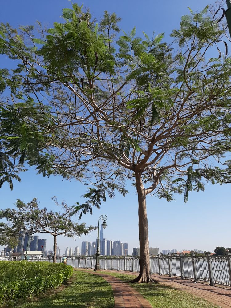 Vertical image, Maarten Rozendale, Saigon, Vietnam, 2020-01-25, Delonix regia - Royal poinciana