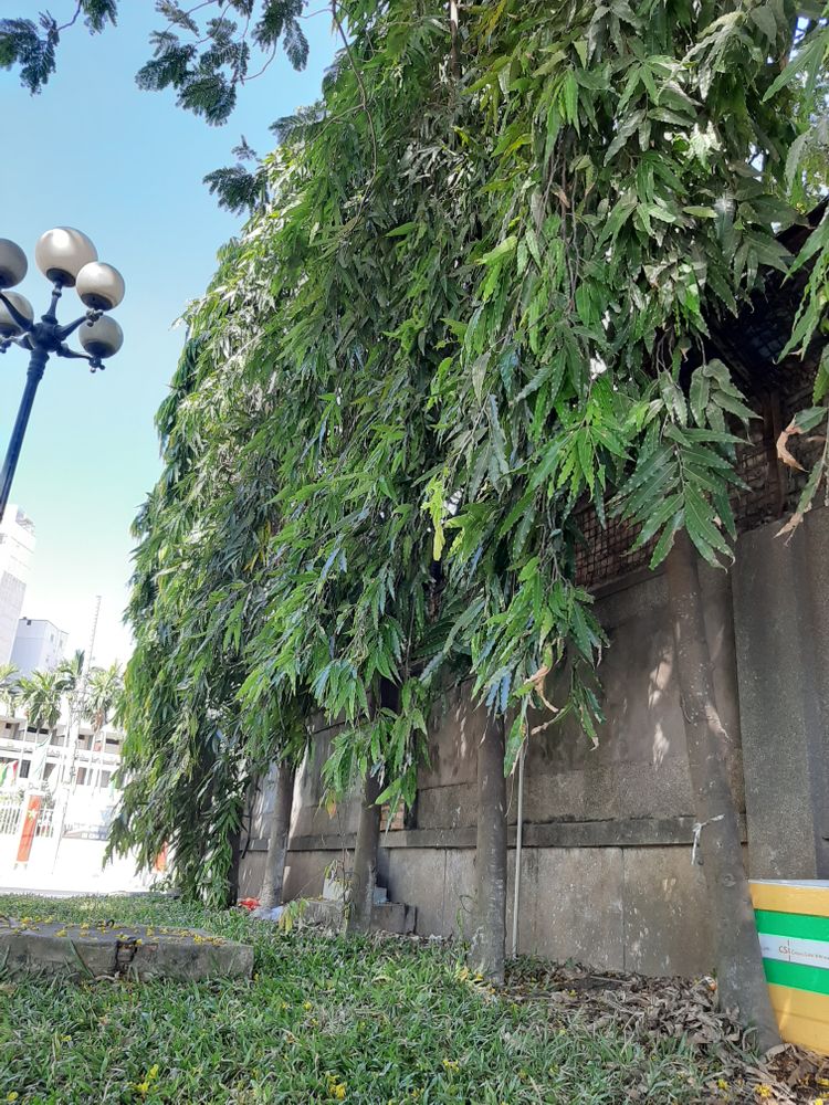 Vertical image, Maarten Rozendale, , Vietnam, 2020-01-25, Polyalthia longifolia - False ashoka