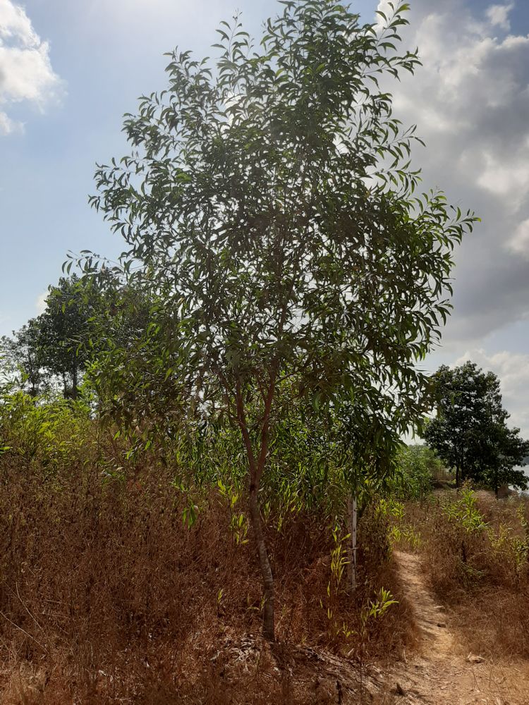 Vertical image, Maarten Rozendale, , Vietnam, 2020-01-27, Acacia koa - Koa tree