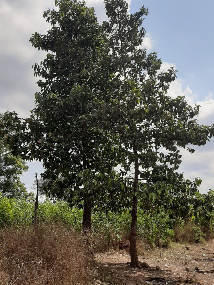 Vertical image, Maarten Rozendale, , Vietnam, 2020-01-27, Hopea plagata - Yakal Saplungan