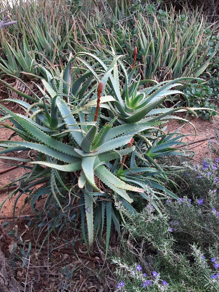 Vertical image, Maarten Rozendale, Tel Aviv-Yafo, Israel, 2020-01-15, Aloe arborescens - Krantz aloe
