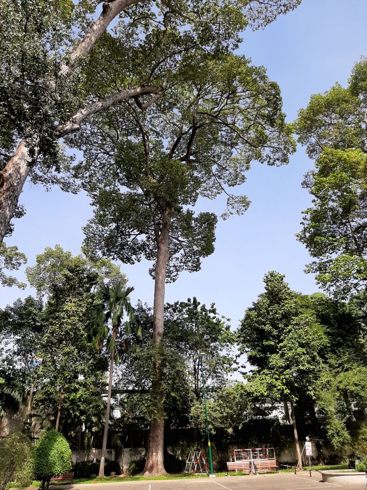 Vertical image, Maarten Rozendale, Saigon, Vietnam, 2020-01-25, Dipterocarpus alatus - Keruing