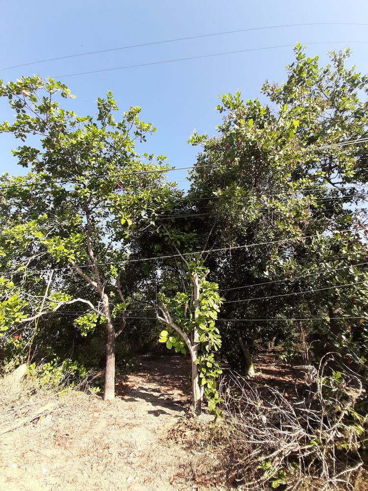 Vertical image, Maarten Rozendale, , Vietnam, 2020-01-28, Anacardium occidentale - Cashew
