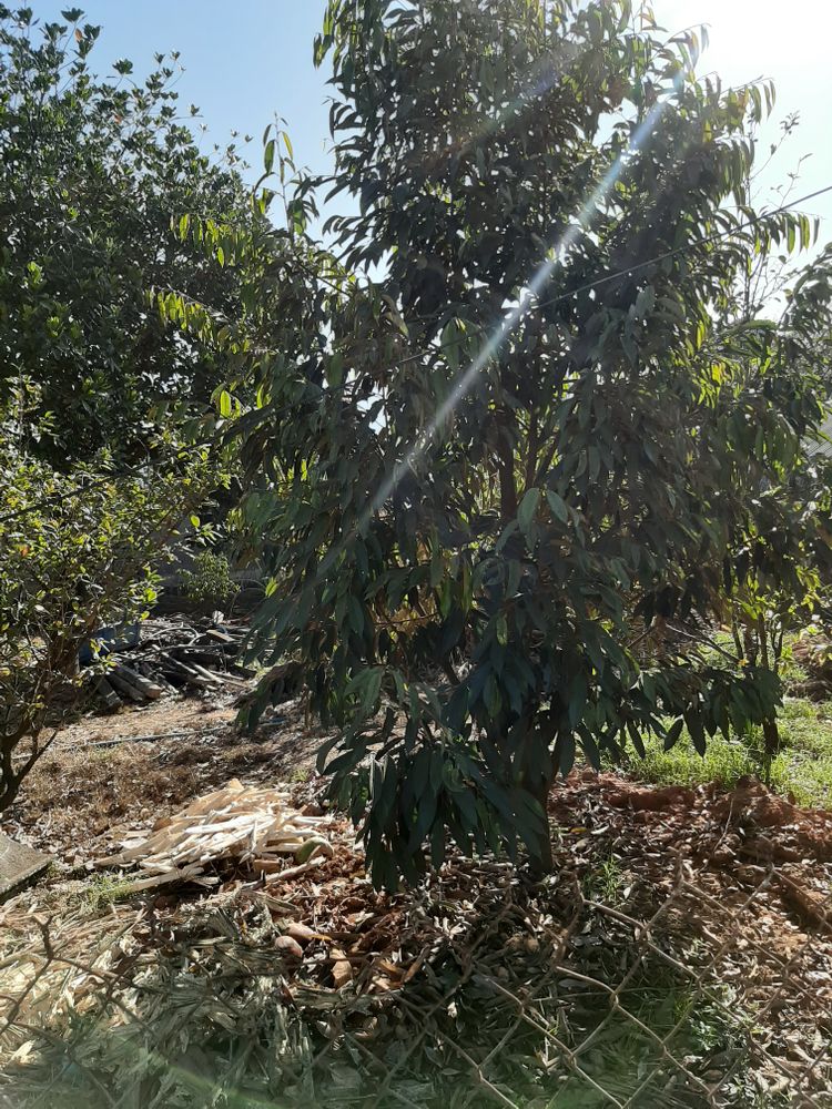 Vertical image, Maarten Rozendale, , Vietnam, 2020-01-28, Dimocarpus longan - Longan