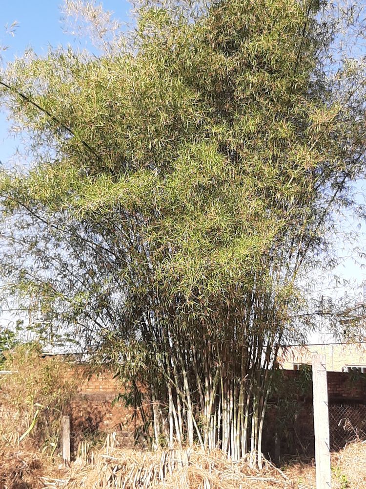 Vertical image, Maarten Rozendale, , Vietnam, 2020-01-28, Bambusa vulgaris - Common bamboo