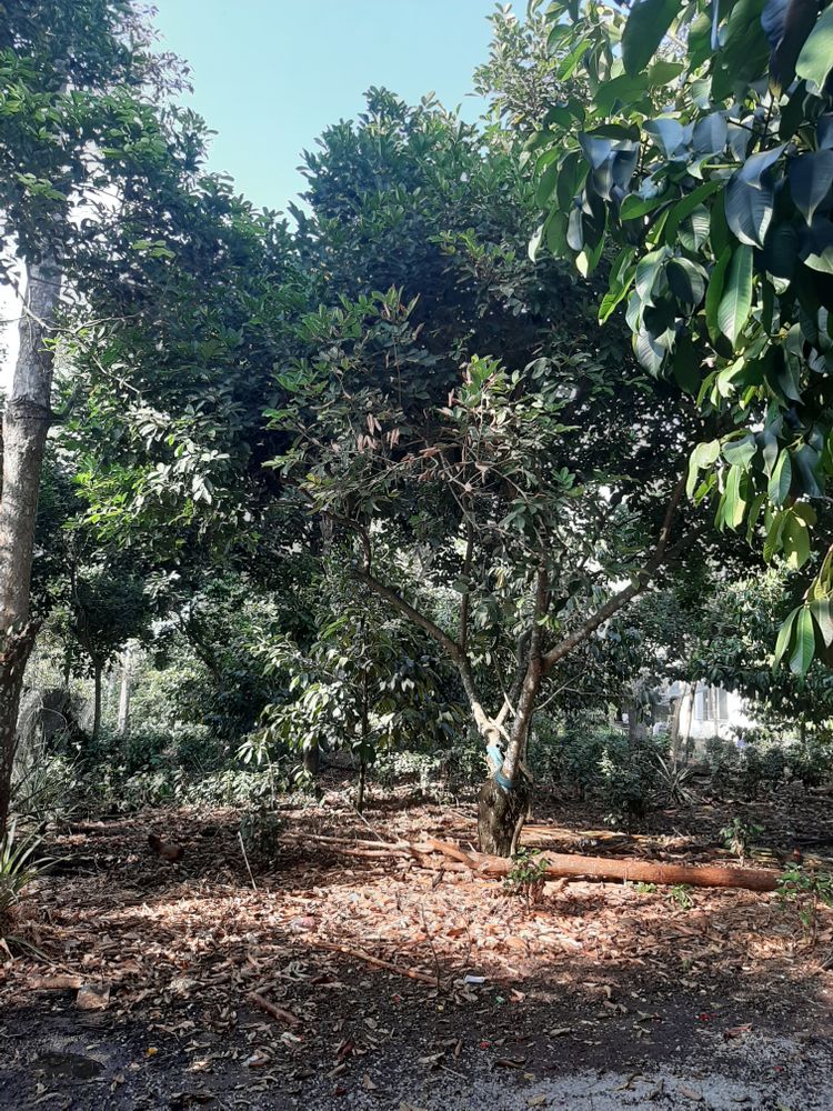 Vertical image, Maarten Rozendale, , Vietnam, 2020-01-28, Nephelium lappaceum - Rambutan tree