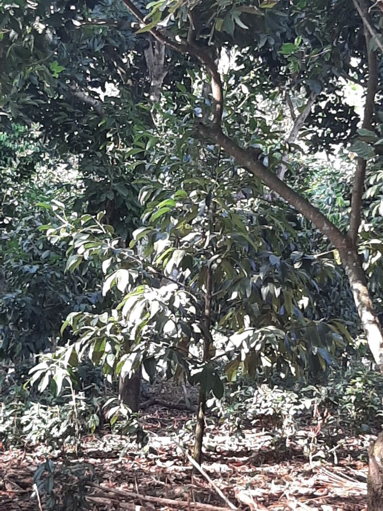 Vertical image, Maarten Rozendale, , Vietnam, 2020-01-28, Garcinia mangostana - Mangosteen