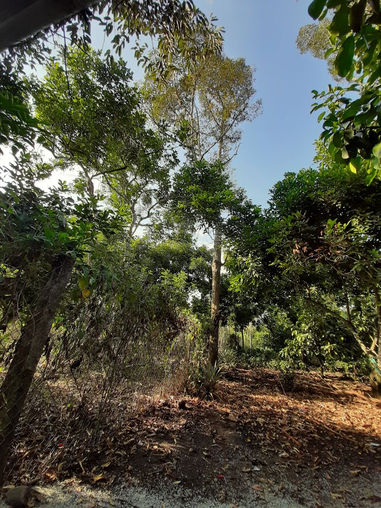 Vertical image, Maarten Rozendale, , Vietnam, 2020-01-28, Durio graveolens - Red-fleshed durian