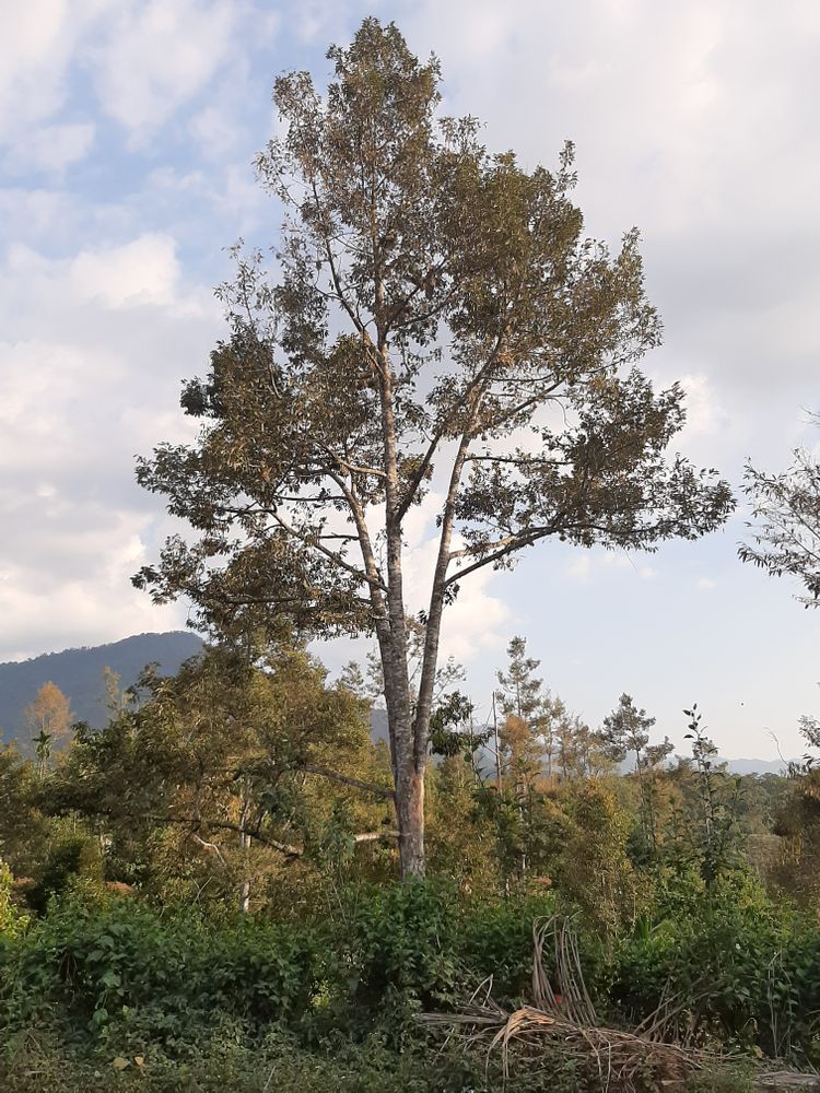 Vertical image, Maarten Rozendale, Da M'Ri, Vietnam, 2020-01-28, Durio zibethinus - Common durian