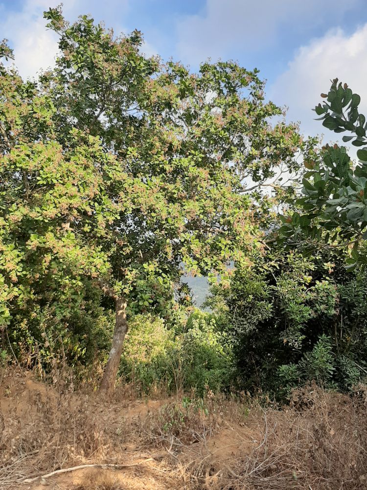 Vertical image, Maarten Rozendale, , Vietnam, 2020-01-28, Anacardium occidentale - Cashew