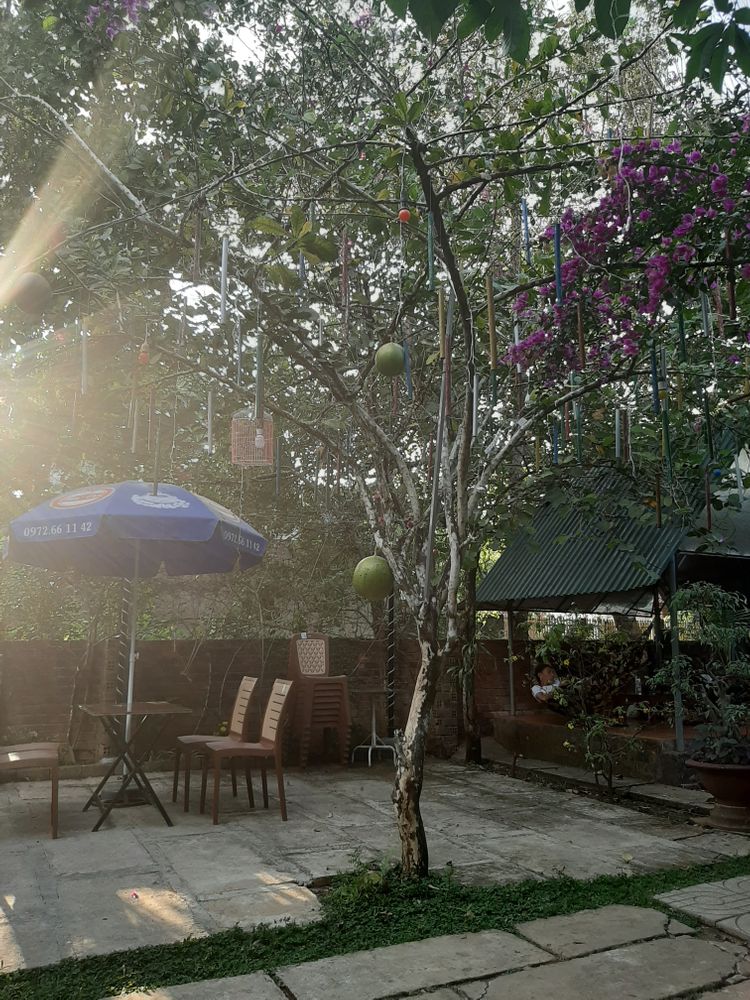 Vertical image, Maarten Rozendale, , Vietnam, 2020-01-28, Crescentia cujete - Calabash Tree