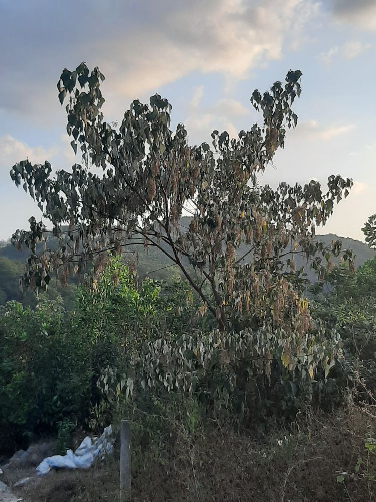 Vertical image, Maarten Rozendale, , Vietnam, 2020-01-28, - Unknown species- - - Unknown -