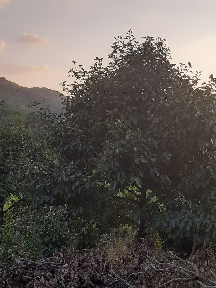 Vertical image, Maarten Rozendale, , Vietnam, 2020-01-28, Artocarpus heterophyllus - Jackfruit