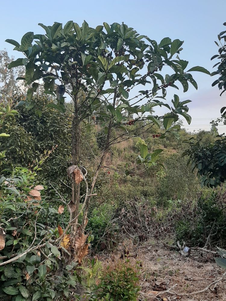 Vertical image, Maarten Rozendale, , Vietnam, 2020-01-28, Coffea arabica - Coffee plant