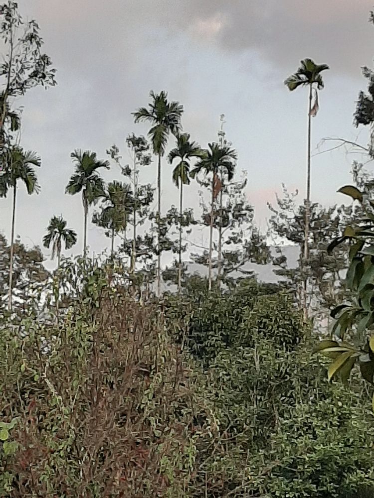 Vertical image, Maarten Rozendale, , Vietnam, 2020-01-28, - Unknown species- - - Unknown -