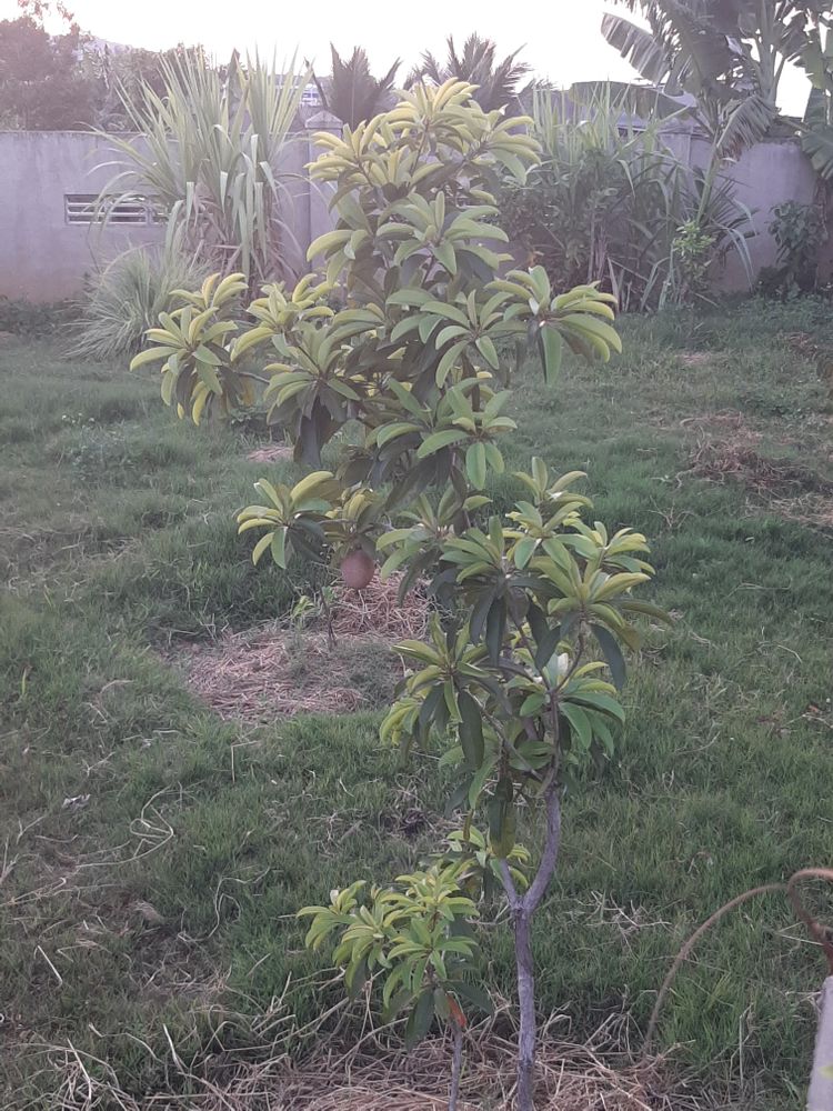 Vertical image, Maarten Rozendale, , Vietnam, 2020-01-28, Manilkara zapota - Chicle tree