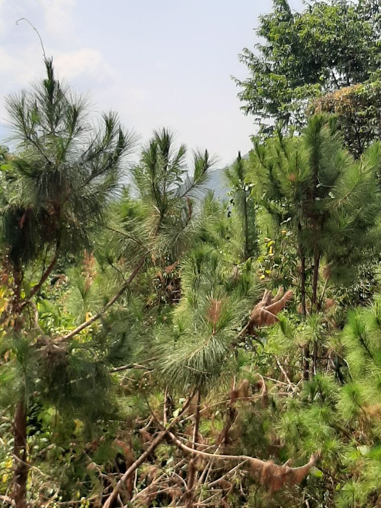 Vertical image, Maarten Rozendale, thành ph? B?o L?c, Vietnam, 2020-01-29, Pinus dalatensis - Dalat pine