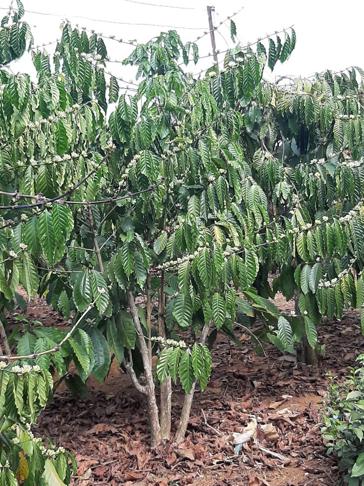 Vertical image, Maarten Rozendale, thành ph? B?o L?c, Vietnam, 2020-01-29, Coffea arabica - Coffee plant